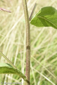 Centaurea pseudophrygia – chrpa parukářka