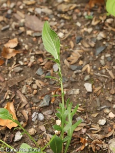 Centaurea arachnoidea