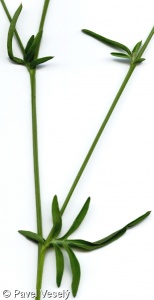 Centaurea scabiosa subsp. scabiosa – chrpa čekánek pravá
