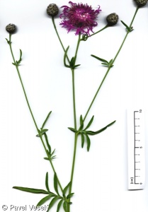 Centaurea scabiosa – chrpa čekánek