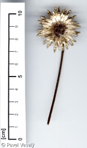 Centaurea scabiosa subsp. scabiosa – chrpa čekánek pravá