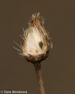 Centaurea stoebe – chrpa latnatá