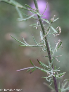 Centaurea stoebe – chrpa latnatá