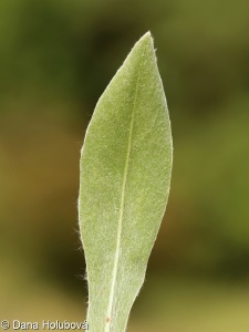 Centaurea triumfetti – chrpa chlumní