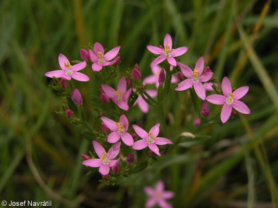 Centaurium erythraea &ndash; zeměžluč okolíkatá, zeměžluč lékařská