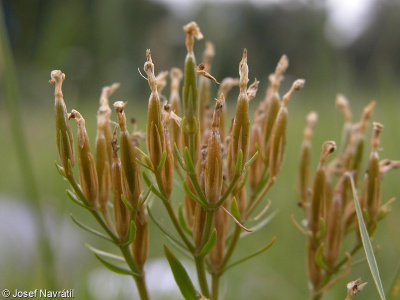 Centaurium erythraea &ndash; zeměžluč okolíkatá, zeměžluč lékařská