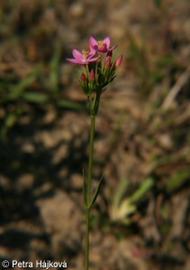 Centaurium erythraea subsp. erythraea – zeměžluč okolíkatá pravá, zeměžluč lékařská pravá