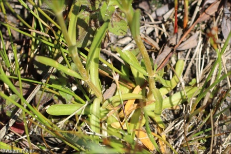 Centaurium littorale – zeměžluč přímořská