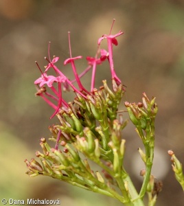 Centranthus ruber – mavuň červená
