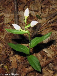 Cephalanthera damasonium – okrotice bílá
