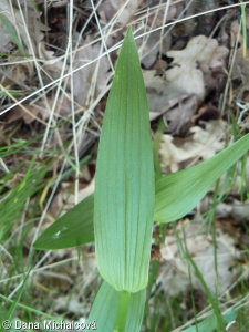 Cephalanthera longifolia – okrotice dlouholistá