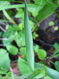 Cephalanthera rubra – okrotice červená
