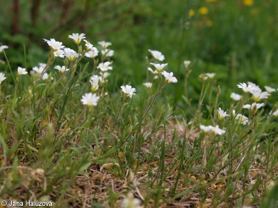 Cerastium arvense subsp. arvense – rožec rolní pravý