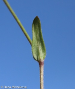 Cerastium arvense – rožec rolní