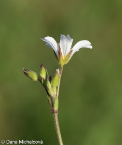 Cerastium arvense subsp. arvense – rožec rolní pravý