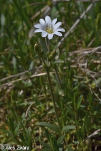 Cerastium arvense subsp. arvense