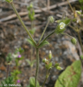 Cerastium brachypetalum – rožec krátkoplátečný
