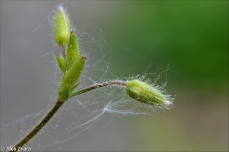 Cerastium brachypetalum subsp. brachypetalum – rožec krátkoplátečný pravý
