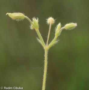 Cerastium brachypetalum – rožec krátkoplátečný