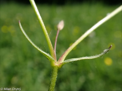 Cerastium dubium – rožec pochybný