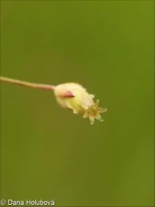 Cerastium dubium – rožec pochybný