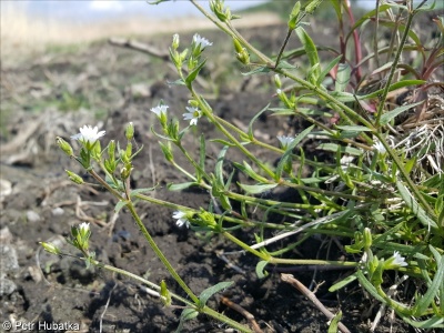 Cerastium dubium