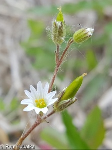 Cerastium dubium