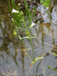 Cerastium dubium &ndash; rožec pochybný
