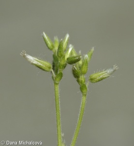 Cerastium glomeratum – rožec klubkatý