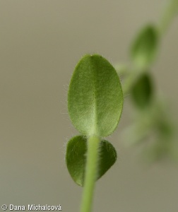 Cerastium glomeratum – rožec klubkatý