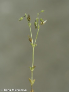 Cerastium glutinosum – rožec lepkavý