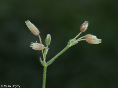 Cerastium holosteoides – rožec obecný