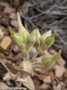 Cerastium inflatum