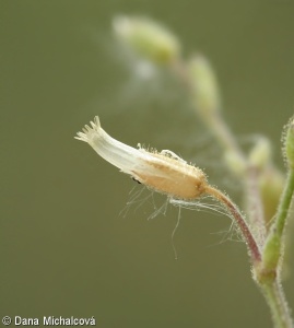 Cerastium pumilum – rožec nízký