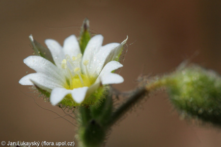 Cerastium pumilum agg. – okruh rožce nízkého