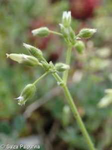 Cerastium semidecandrum subsp. semidecandrum – rožec pětimužný pravý