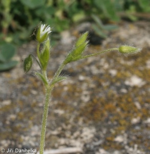 Cerastium tenoreanum – rožec Tenoreův