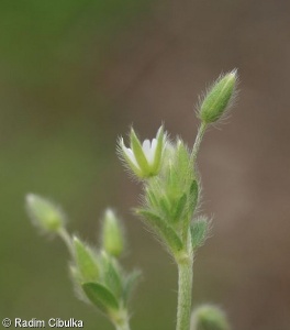 Cerastium brachypetalum subsp. tenoreanum