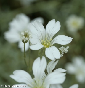 Cerastium tomentosum – rožec plstnatý