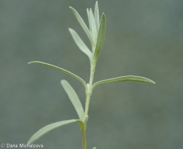 Cerastium tomentosum – rožec plstnatý