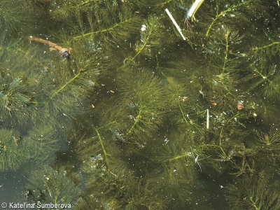Ceratophyllum submersum – růžkatec bradavčitý