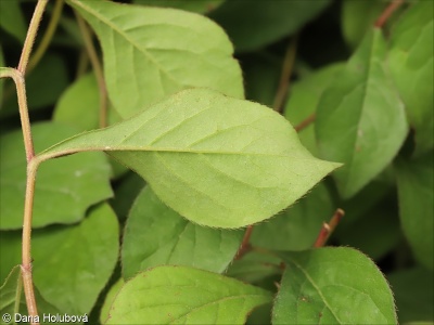 Ceratostigma plumbaginoides