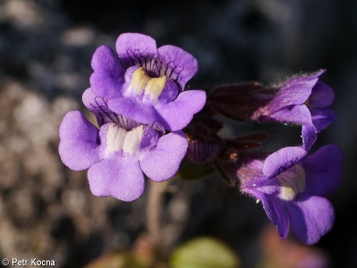 Chaenorhinum origanifolium – hledíček dobromyslolistý