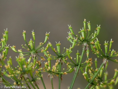 Chaerophyllum aromaticum – krabilice zápašná