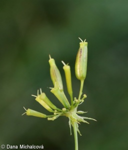 Chaerophyllum aromaticum – krabilice zápašná