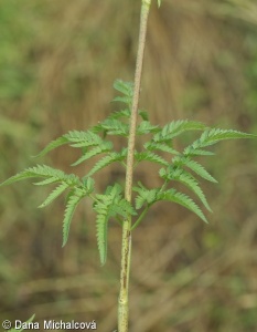 Chaerophyllum aureum – krabilice zlatoplodá