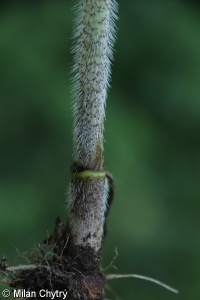 Chaerophyllum bulbosum – krabilice hlíznatá