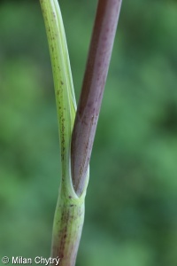 Chaerophyllum bulbosum