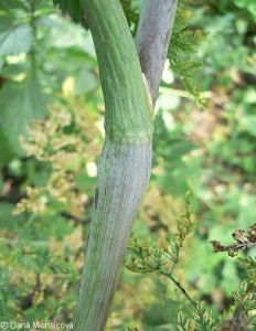 Chaerophyllum bulbosum – krabilice hlíznatá