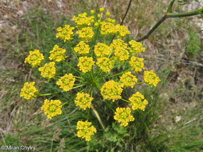 Chaerophyllum coloratum